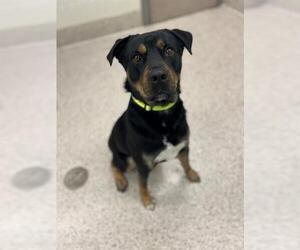Rottweiler-Unknown Mix Dogs for adoption in Brighton, CO, USA
