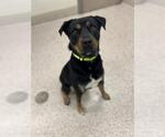 Small Rottweiler Mix