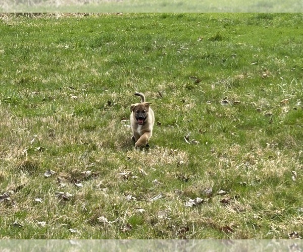 Medium Photo #17 Australian Shepherd-German Shepherd Dog Mix Puppy For Sale in DEMING, WA, USA