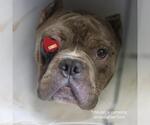 Small American Bulldog Mix