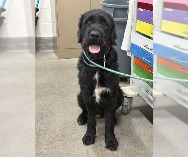 Medium Photo #1 Mutt Puppy For Sale in Forestville, MD, USA