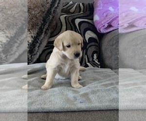 Golden Retriever Puppy for sale in PALMDALE, CA, USA