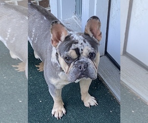 French Bulldog Puppy for sale in SYRACUSE, NY, USA