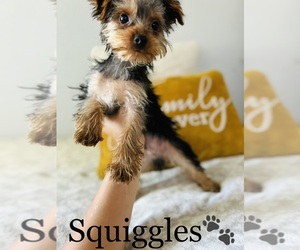 Yorkshire Terrier Puppy for sale in ALGOOD, TN, USA