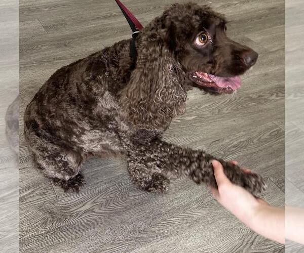 Medium Photo #3 Cocker Spaniel Puppy For Sale in Westminster, MD, USA