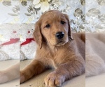 Small Photo #5 Golden Retriever Puppy For Sale in AMITY, AR, USA