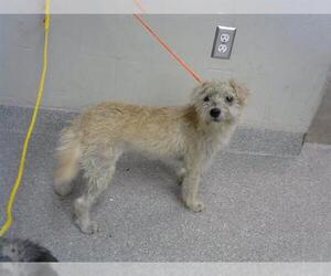 Mutt Dogs for adoption in Pasadena, TX, USA