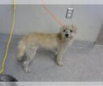 Small Mutt