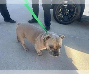 Bulldog Dogs for adoption in Houston, TX, USA