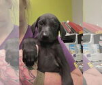 Small #4 Labrador Retriever Mix