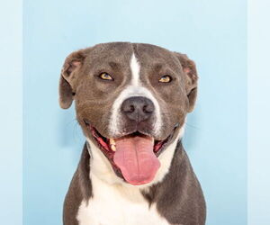 American Pit Bull Terrier-Unknown Mix Dogs for adoption in Pasadena, CA, USA