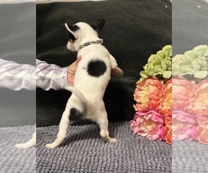 Rat Terrier Puppy for sale in CLAREMORE, OK, USA
