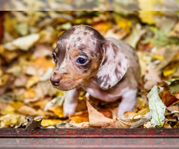 Medium Photo #4 Dachshund Puppy For Sale in WAKARUSA, IN, USA