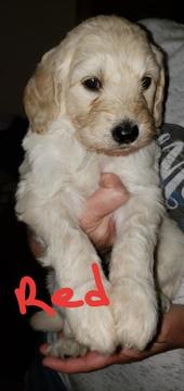 Medium Photo #1 Double Doodle Puppy For Sale in CLINTON, OH, USA