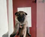Small Photo #2 German Shepherd Dog Puppy For Sale in PORTAGE, IN, USA
