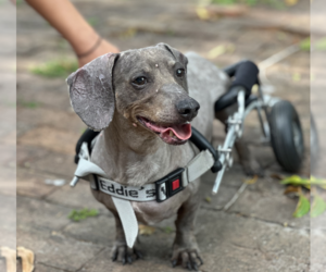 Darwin - Male Dachshund Dog for Adoption - Photo #4