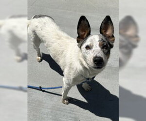 Mutt Dogs for adoption in Salinas, CA, USA