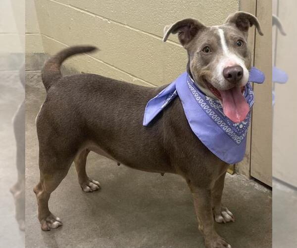 Medium Photo #3 American Pit Bull Terrier-Unknown Mix Puppy For Sale in Texas City, TX, USA
