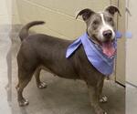 Small #2 American Pit Bull Terrier Mix