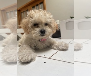 Maltipoo Puppy for sale in GREEN BAY, WI, USA