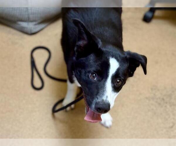 Medium Photo #1 Border Collie-Unknown Mix Puppy For Sale in Martinez, CA, USA