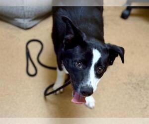 Border Collie-Unknown Mix Dogs for adoption in Martinez, CA, USA