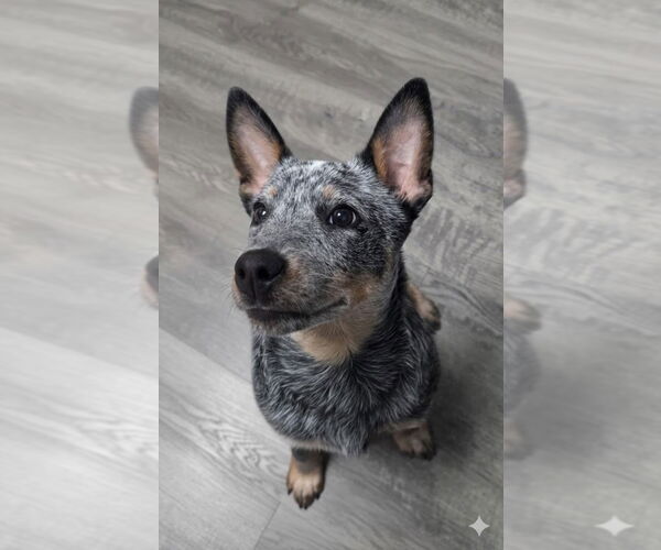 Medium Photo #1 Mutt Puppy For Sale in Rockaway, NJ, USA