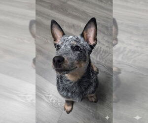 Mutt Dogs for adoption in Rockaway, NJ, USA