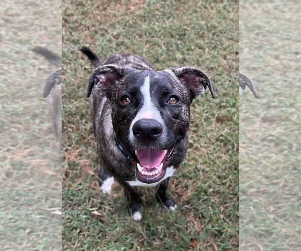 Medium Photo #5 American Staffordshire Terrier-German Shepherd Dog Mix Puppy For Sale in McDonough, GA, USA