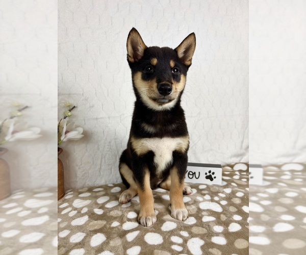 Medium Photo #4 Shiba Inu Puppy For Sale in INDIANAPOLIS, IN, USA