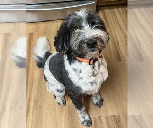 Poodle (Standard)-Unknown Mix Dogs for adoption in Arlington, VA, USA