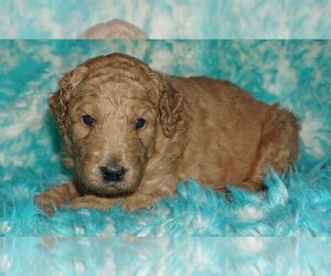 Labradoodle mix (+ Poodle Standard) Puppy for sale in LA HABRA, CA, USA