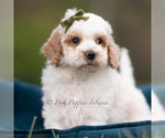 Puppy Dash Maltipoo (Miniature)