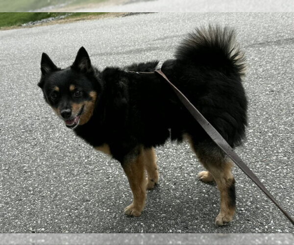 Medium Photo #5 Schipperke-Unknown Mix Puppy For Sale in East Derry, NH, USA