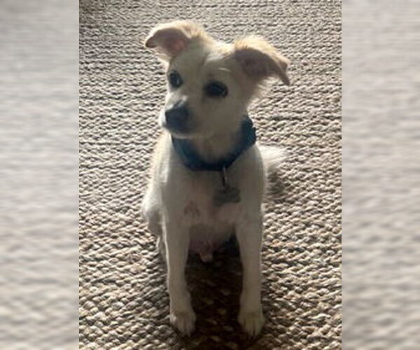 Medium Photo #7 Pomeagle Puppy For Sale in Marina del Rey, CA, USA