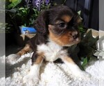 Puppy Puppy 5 Cavalier King Charles Spaniel