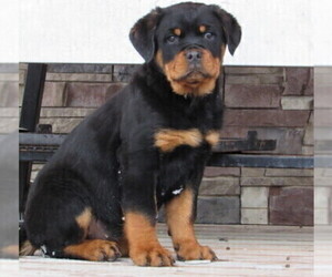 Rottweiler Puppy for sale in OWEN, WI, USA