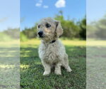 Small #2 Mutt