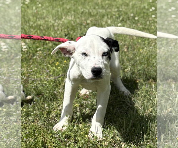 Medium Photo #4 Labrador Retriever-Unknown Mix Puppy For Sale in Yardley, PA, USA
