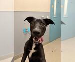 *TIGGER - Male Labrador Retriever-Unknown Mix Dog for Adoption - Small photo