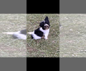 Yorkshire Terrier Puppy for sale in MIAMI, FL, USA