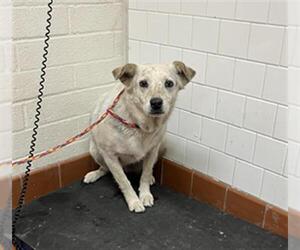 Mutt Dogs for adoption in Camarillo, CA, USA