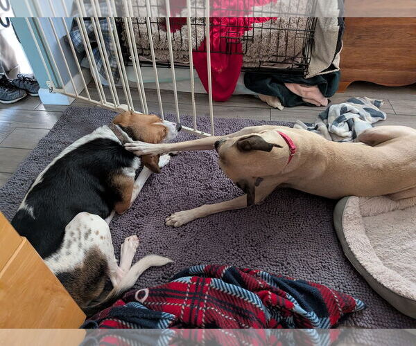 Medium Photo #15 Black Mouth Cur-Unknown Mix Puppy For Sale in Sanford, FL, USA