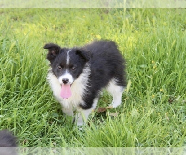Medium Photo #3 Australian Shepherd Puppy For Sale in ACTON, CA, USA