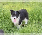 Small Photo #3 Australian Shepherd Puppy For Sale in ACTON, CA, USA