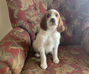 Irish Red and White Setter Puppy for sale in MIDLAND, TX, USA