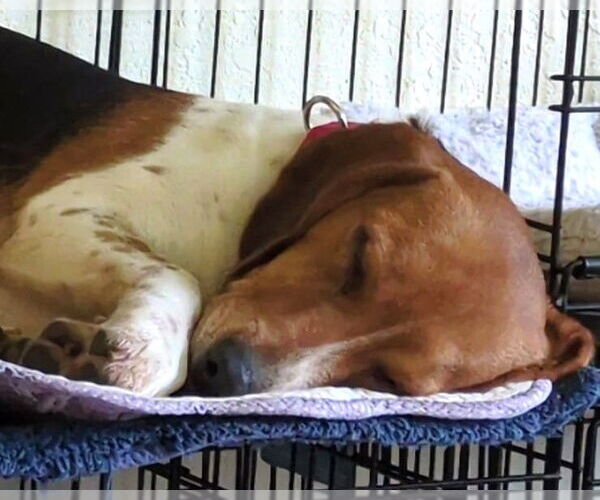 Medium Photo #9 Beagle Puppy For Sale in Dunnellon, FL, USA