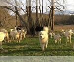 Small Photo #11 Great Pyrenees Puppy For Sale in PINEVILLE, KY, USA