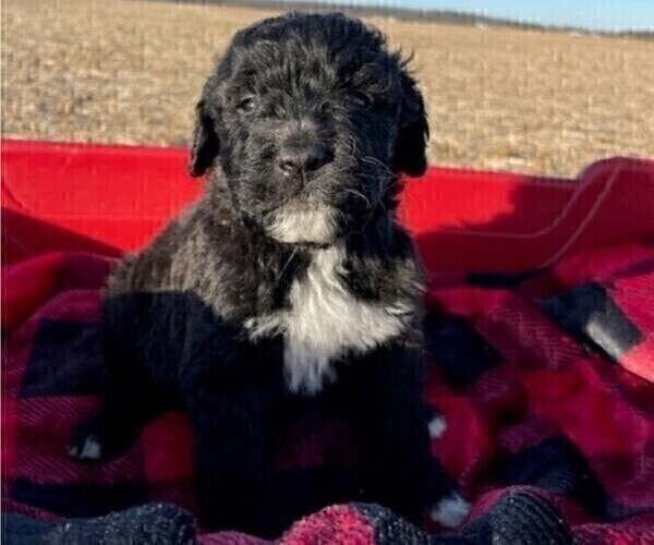 Medium Photo #1 Saint Berdoodle Puppy For Sale in BROWNSTOWN, IN, USA