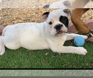 American Bulldog Puppy for sale in CORONA, CA, USA